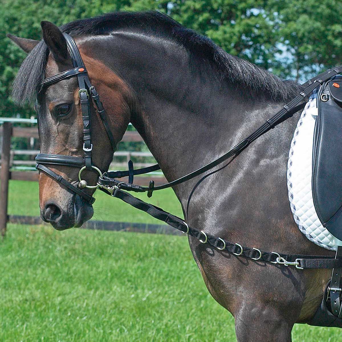 BUSSE Rênes d'arrimage élastiques