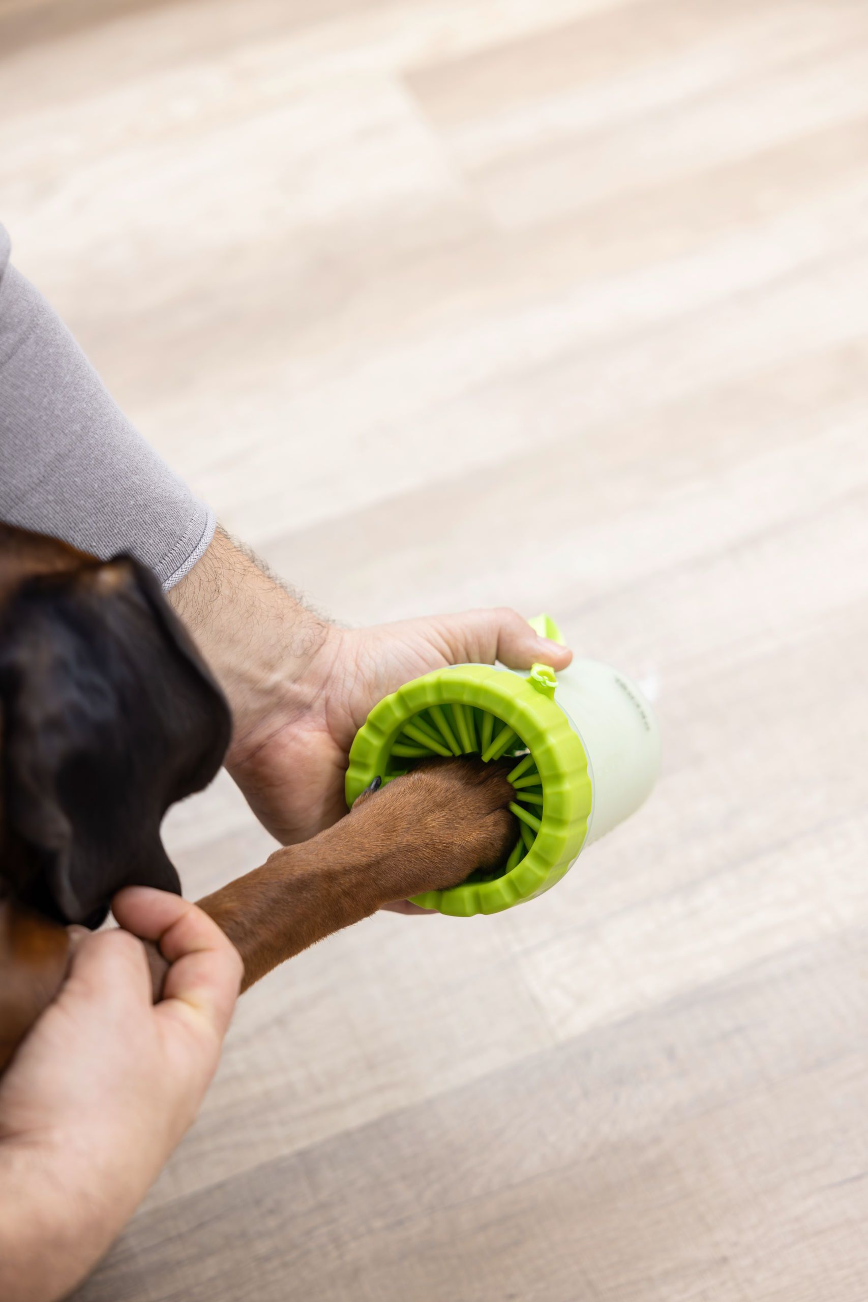 dog, pet, paw, brush, grooming