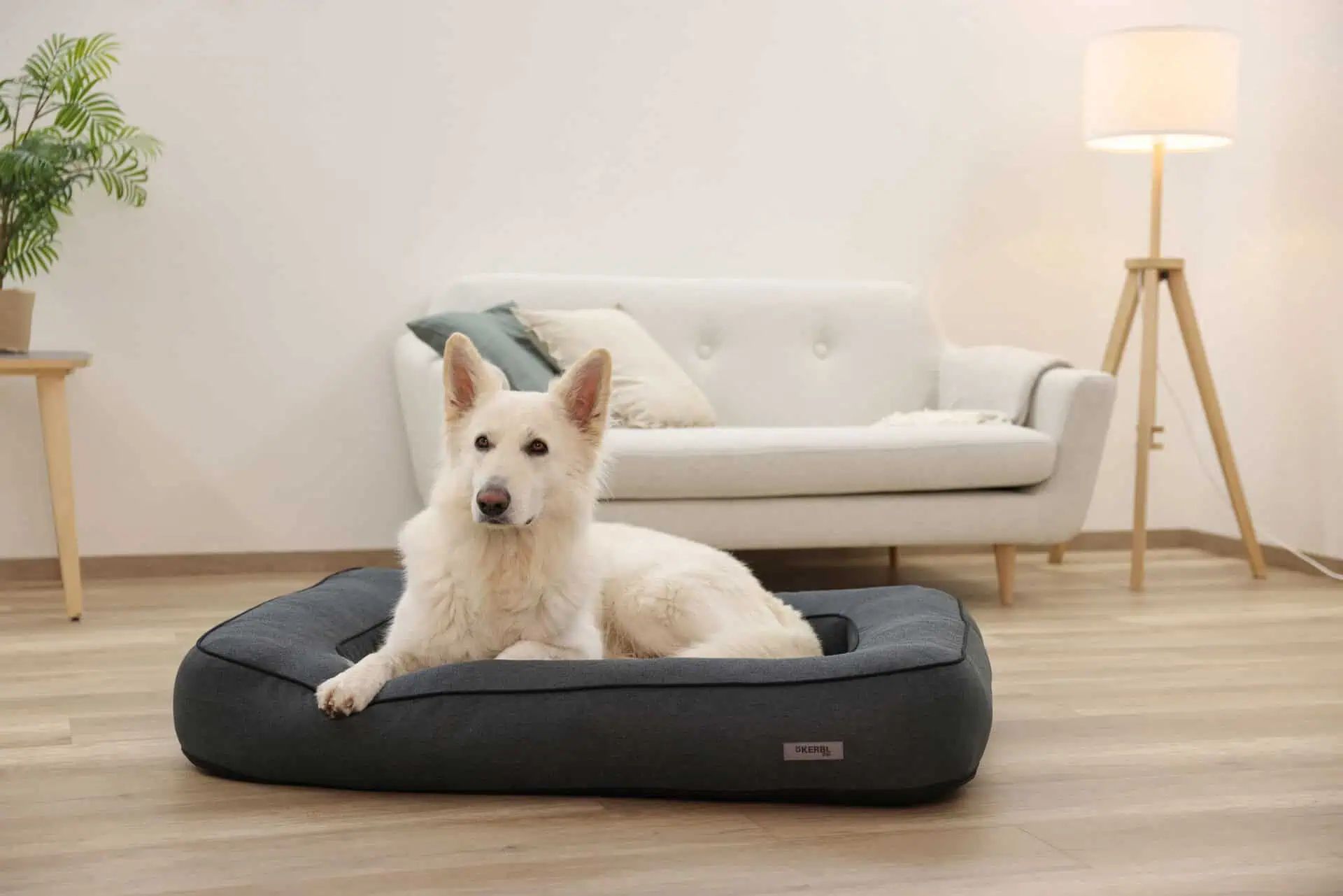 Kerbl Pet Pat pentru câini Platin Ortho, pat ortopedic, în utilizare, în interior