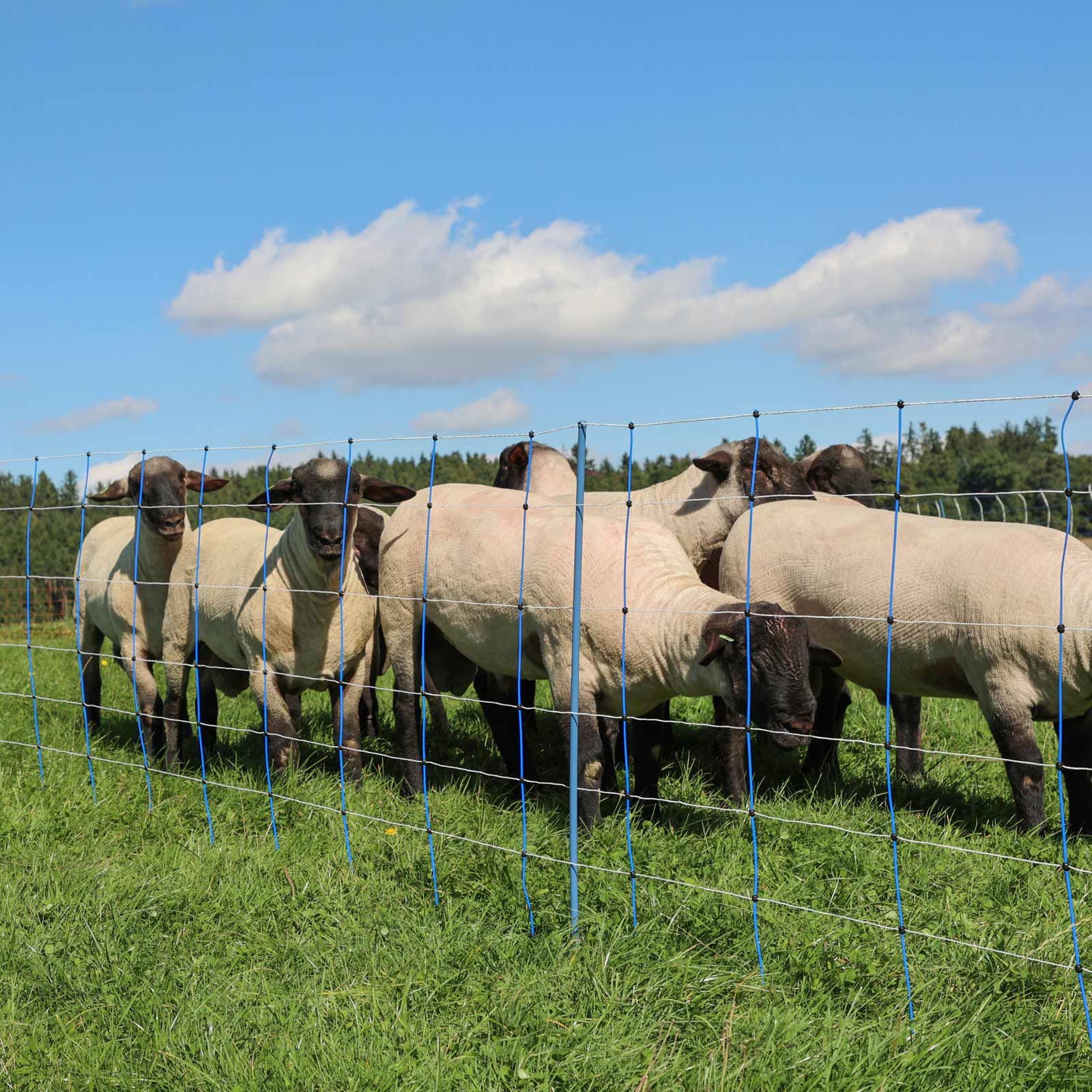 Filet pour moutons électrifié Ako TitanNet Premium Plus, à double pointe, bleu-blanc