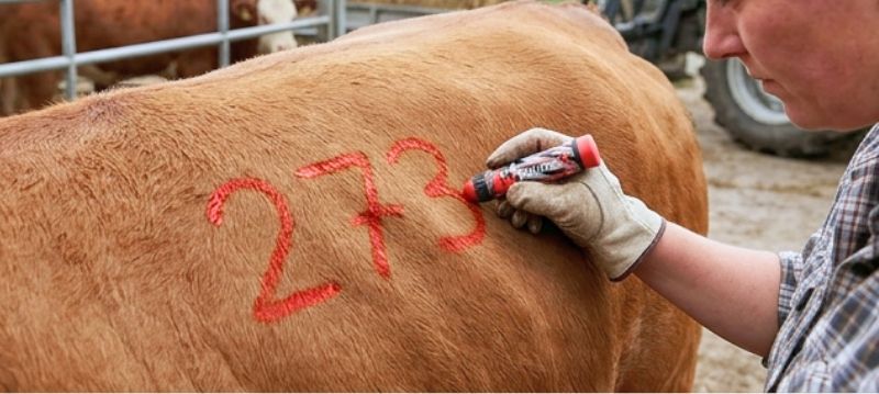 Colour Markings