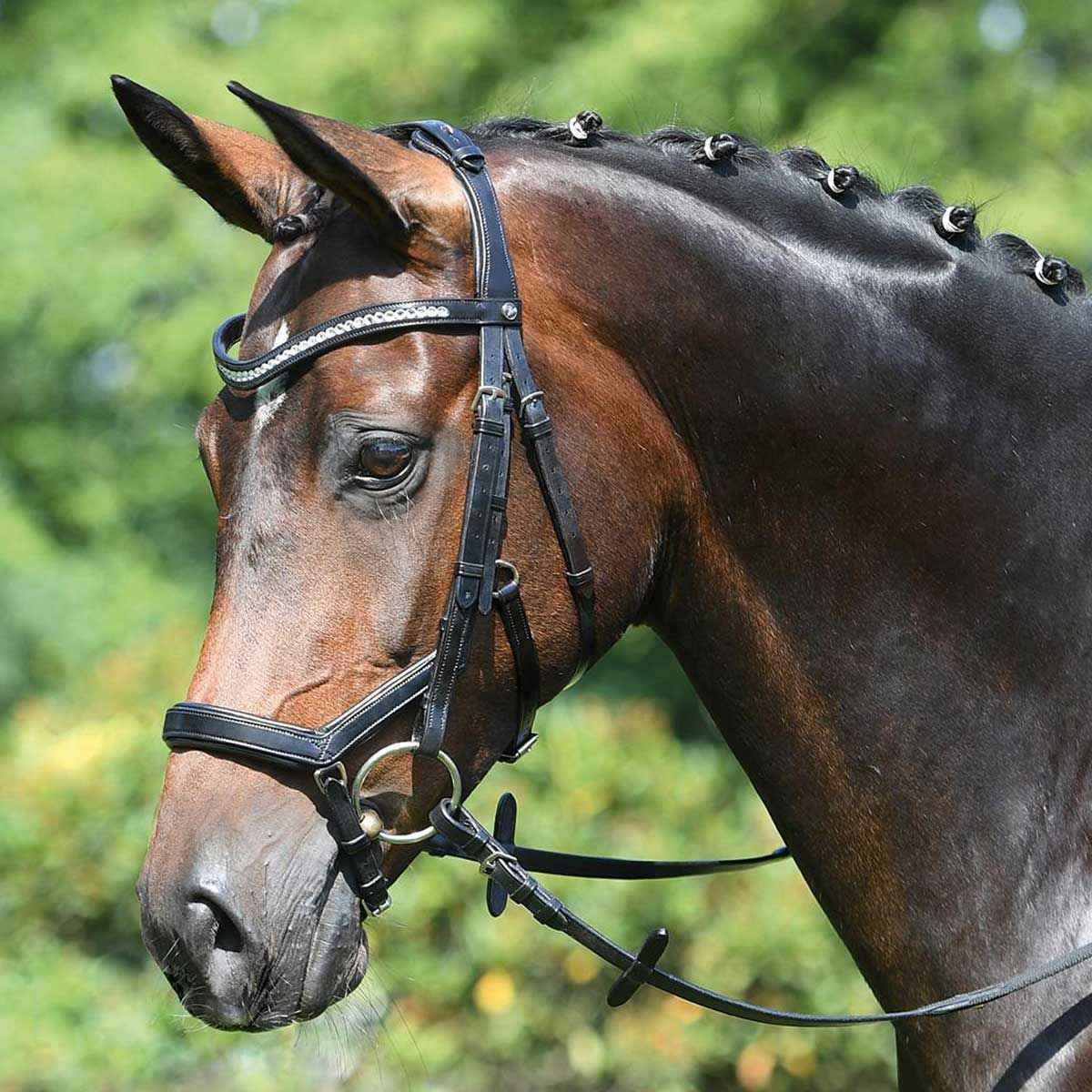 BUSSE Trense MODENA anatomisch, Vollblut/Warmblut, ohne Zügel