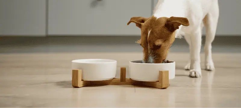 Dog Bowl