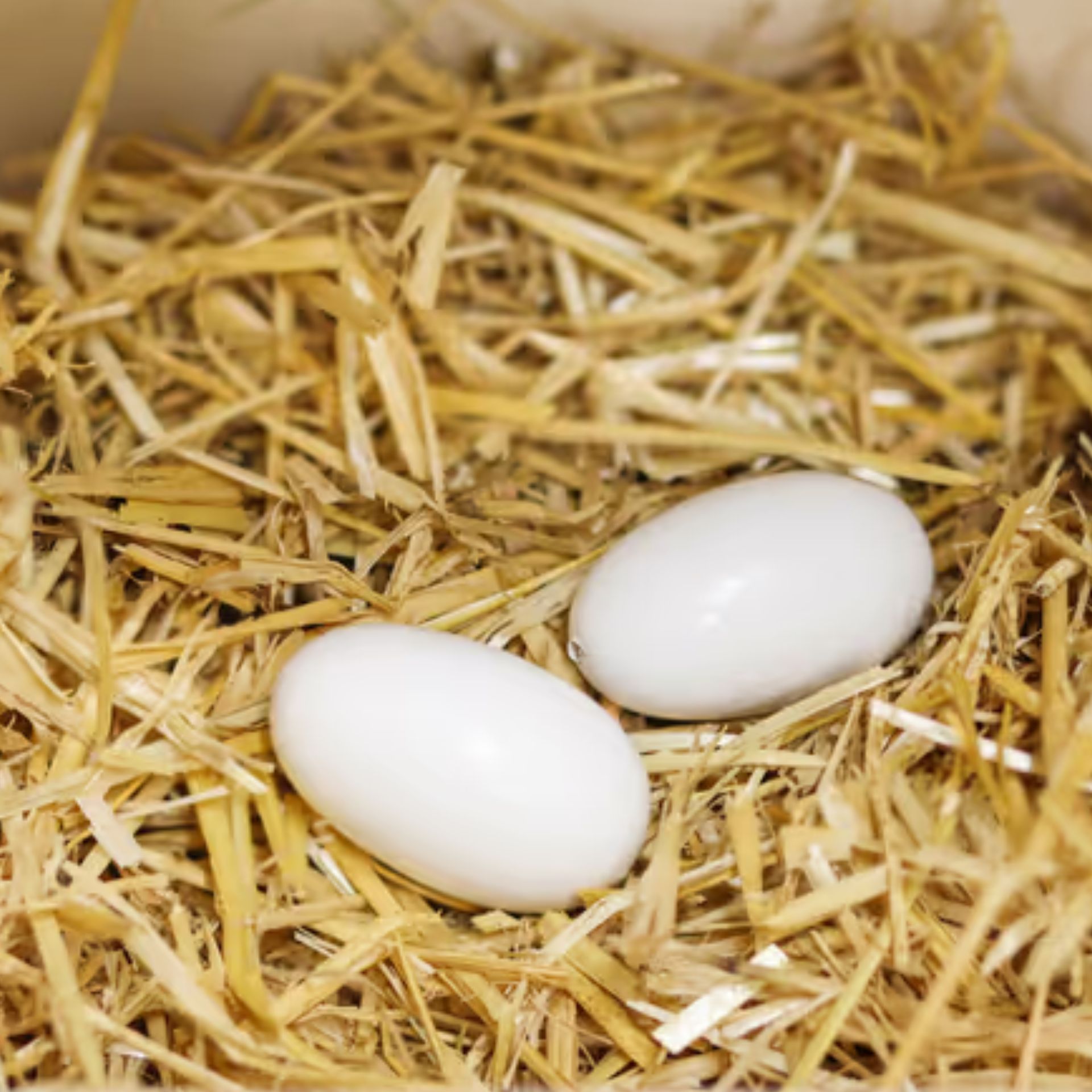 Kerbl Faux œufs de nid en bois pour poules, 2 pièces