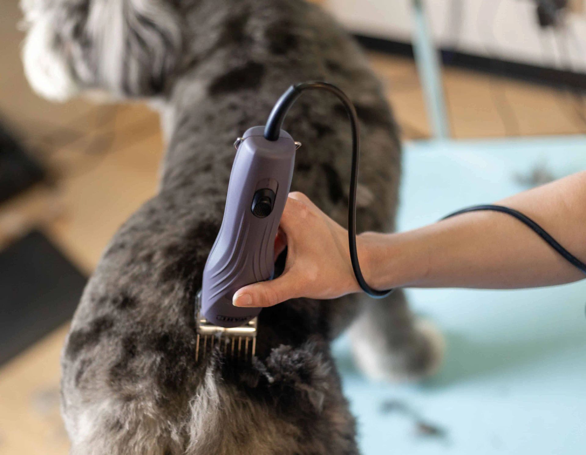 Hand schert mit lilafarbener Maschine das graue Fell eines Hundes auf einem Tisch