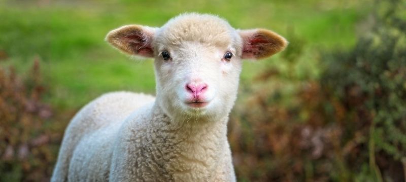 Sheep
