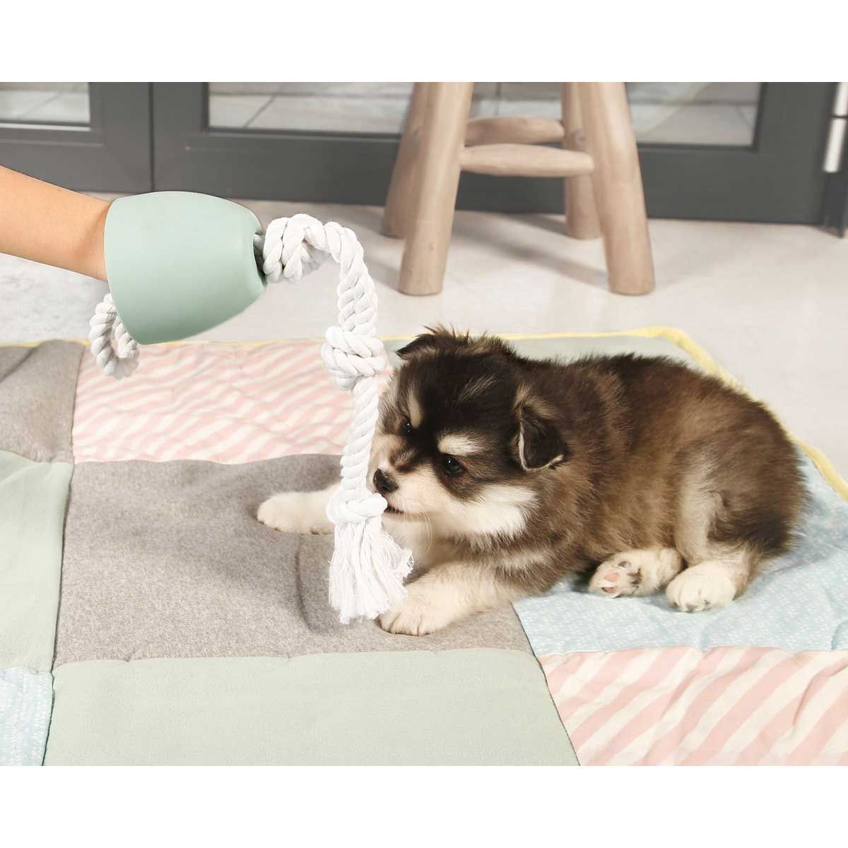 Beeztees Puppy, kölyök húzó- és rágókötél, használat közben, lakótérben