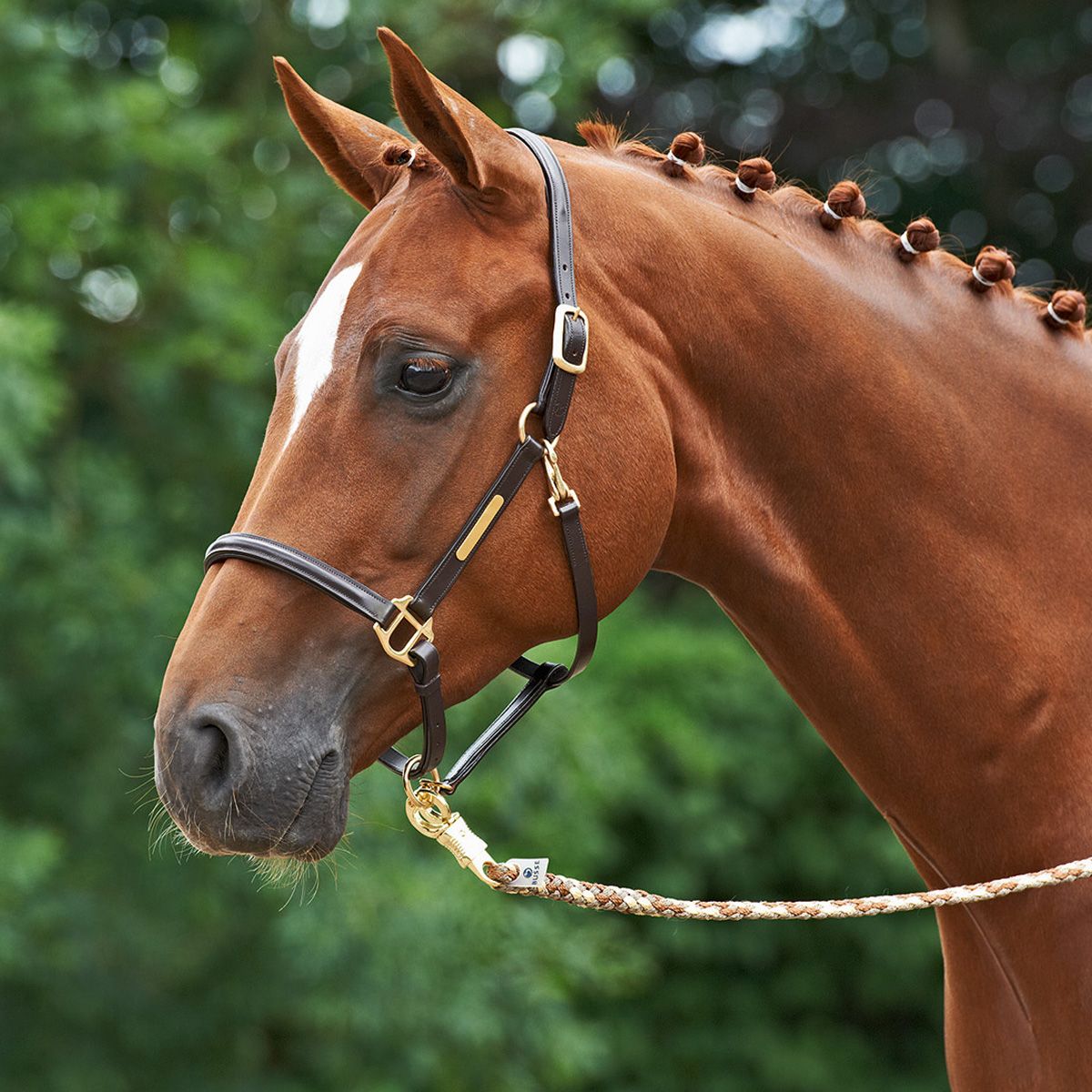 BUSSE Headcollar BRAND, Leather