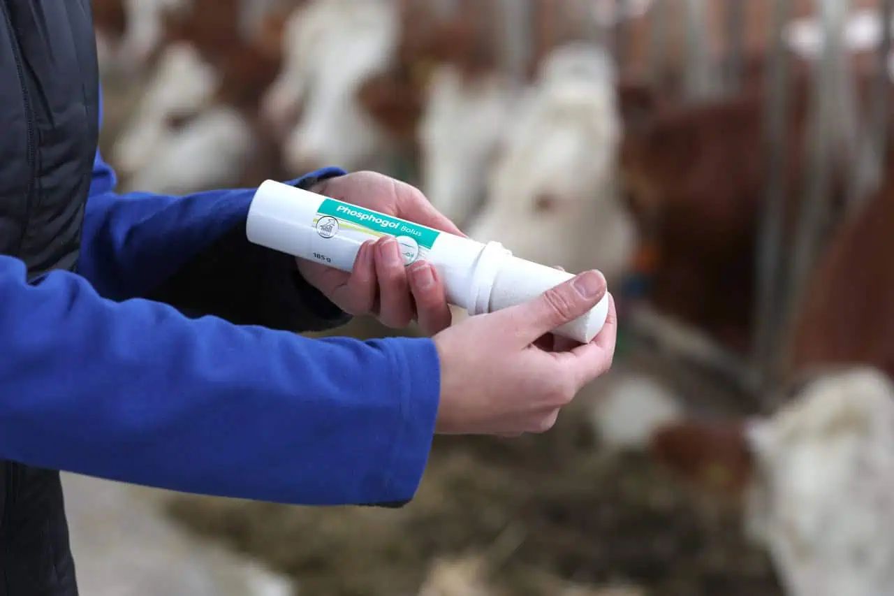 Kerbl Bolus Phosphogol, Bolus de phosphore pour vaches laitières, 4 pièces