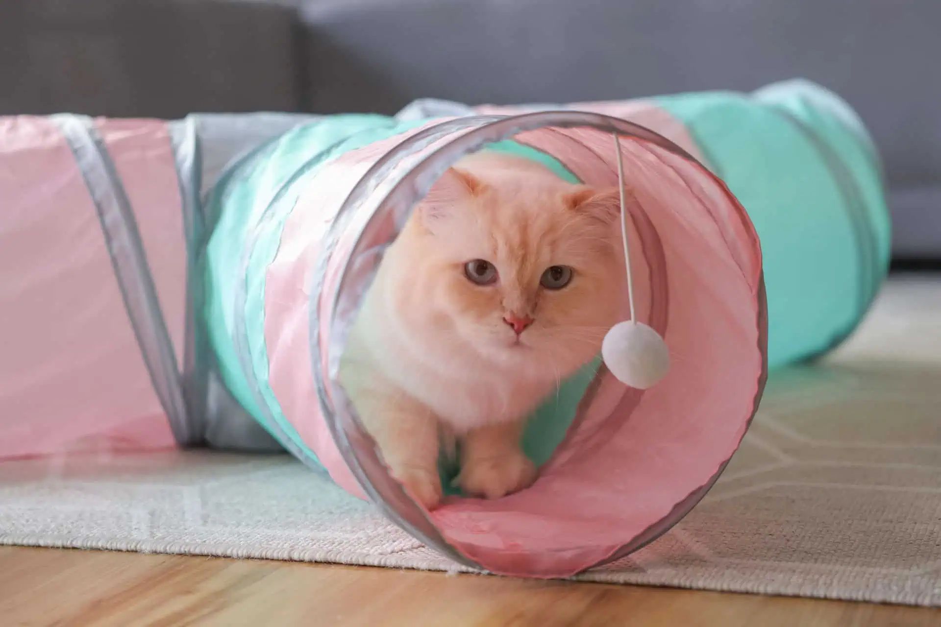 Tunnel pour chat Triangle Kerbl, 4 entrées, 80x50 cm, en utilisation