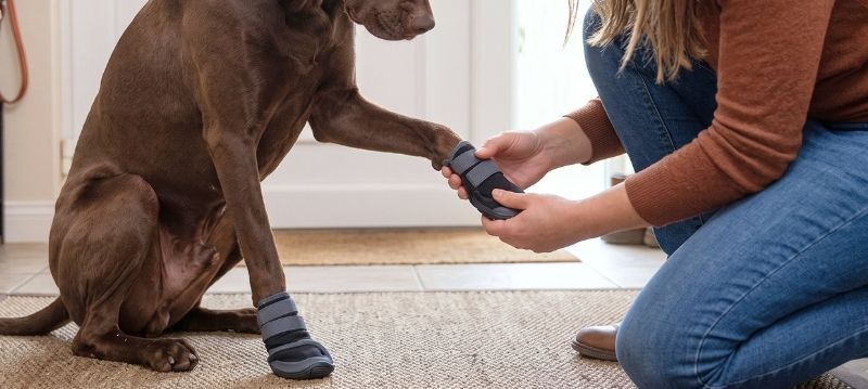 Chaussures pour chien