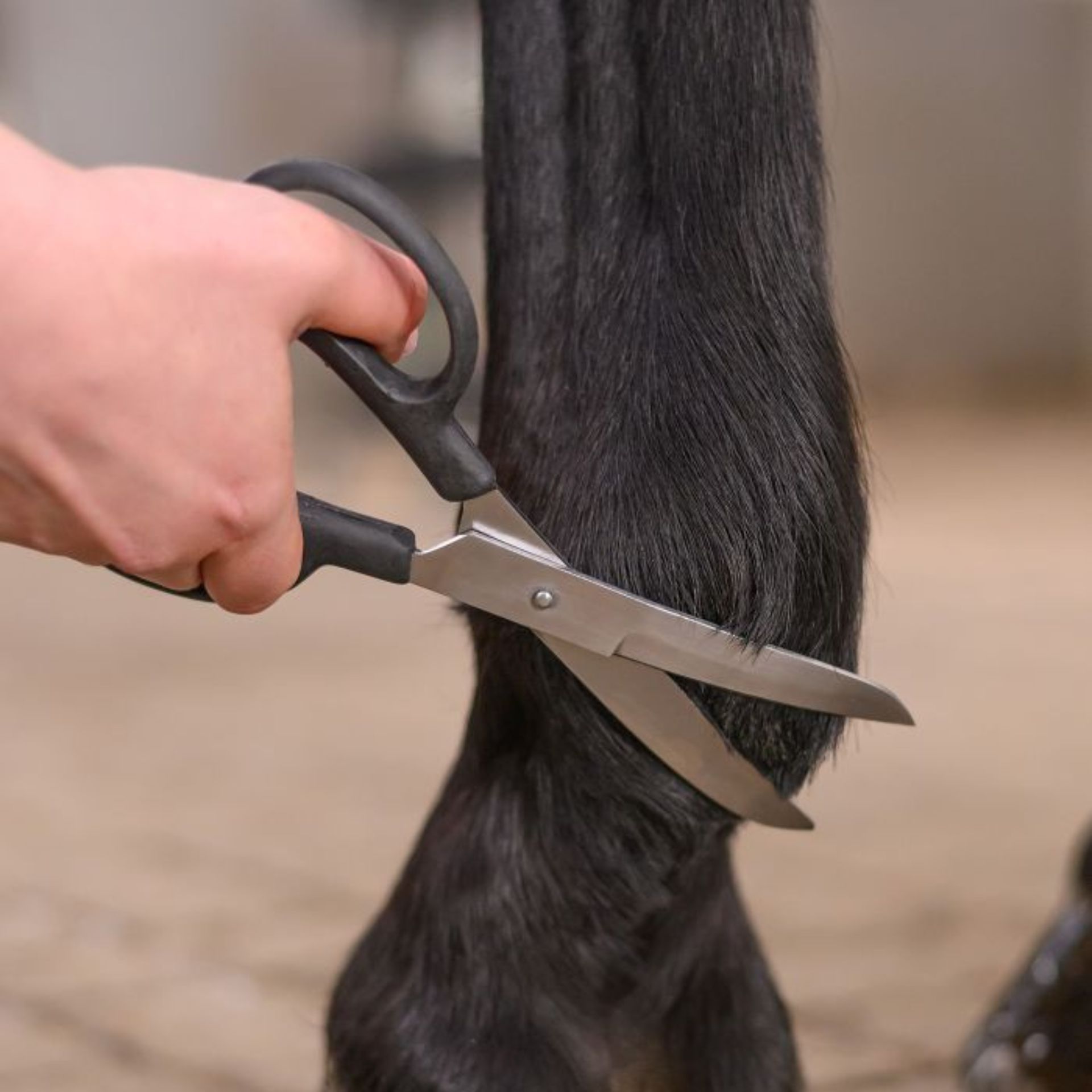 scissors, shears, horse trimming, hoof? no, trimming tool