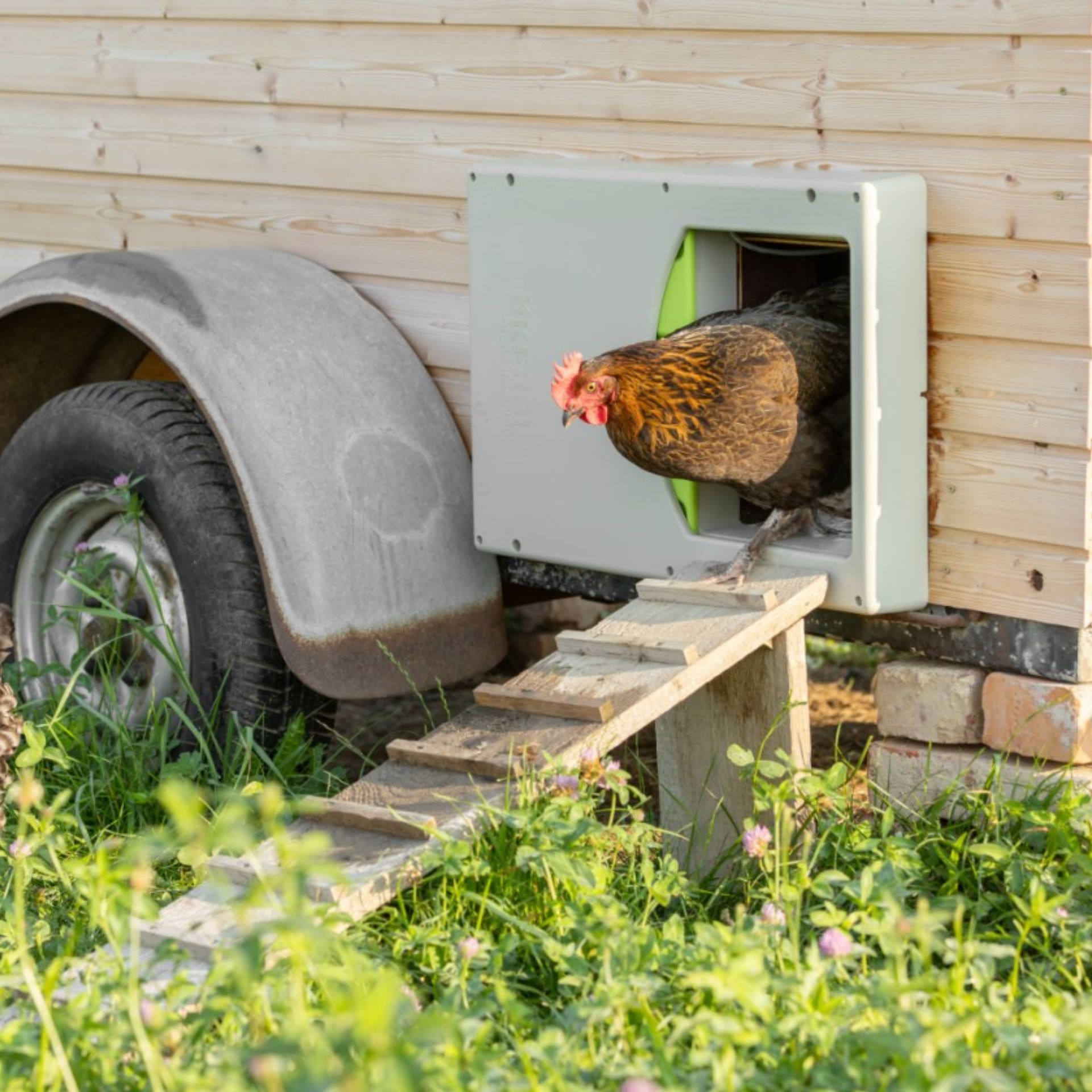 Porte de poulailler automatique SmartCoop Kerbl à crémaillère, en utilisation