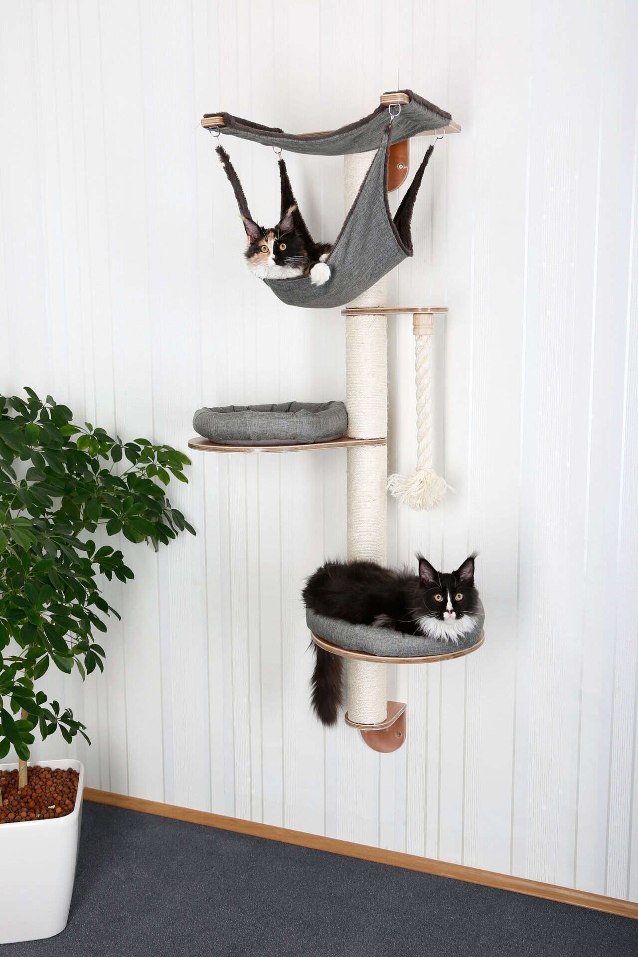 Kerbl Arbre à chat mural Dolomit 2.0 Tofana 160 cm avec colonnes en sisal et hamac, en utilisation