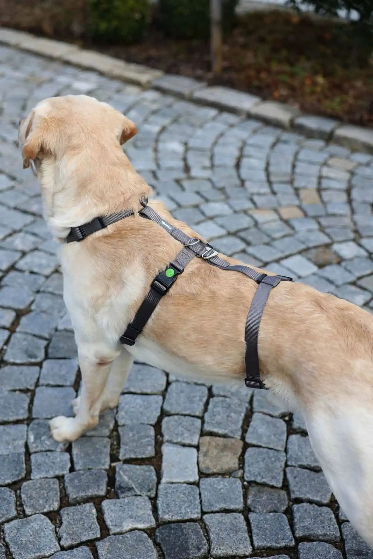 Kerbl Panikgeschirr Miami für Hunde, ausbruchsicher & verstellbar, im Einsatz