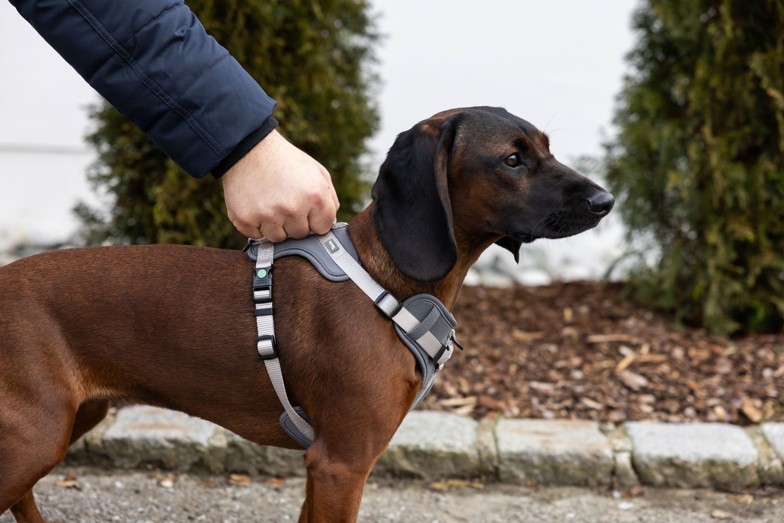 Hund, Hundehalsband, Geschirr, Tierzubehör, brauner Hund
