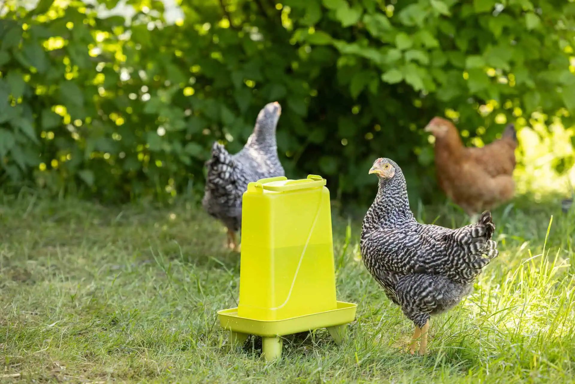 Abreuvoir à volaille Kerbl avec pieds, résistant aux intempéries, 5,5 L