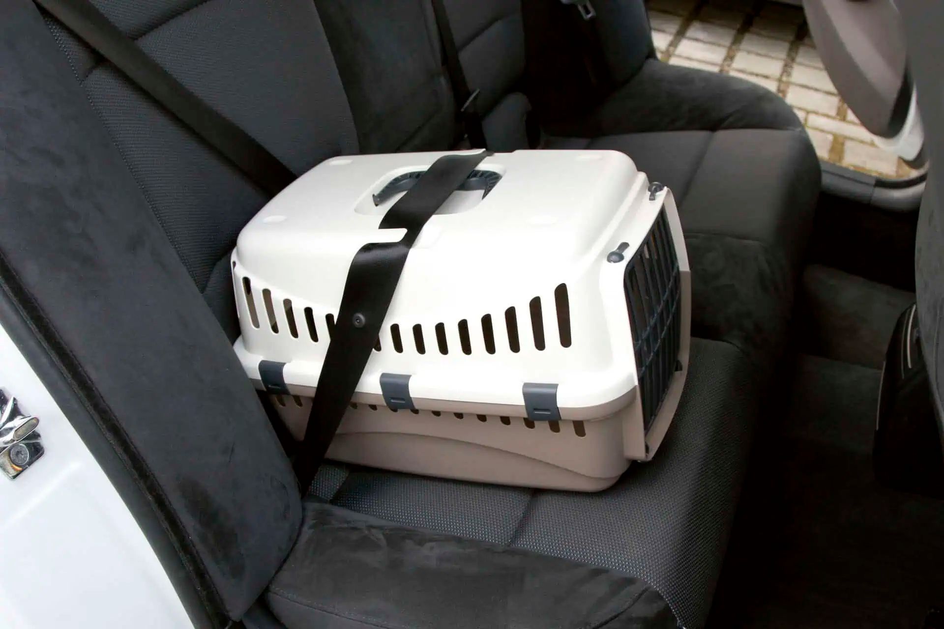 Kerbl Caisse de transport Expedion pour chats et petits chiens, Taupe/Crème