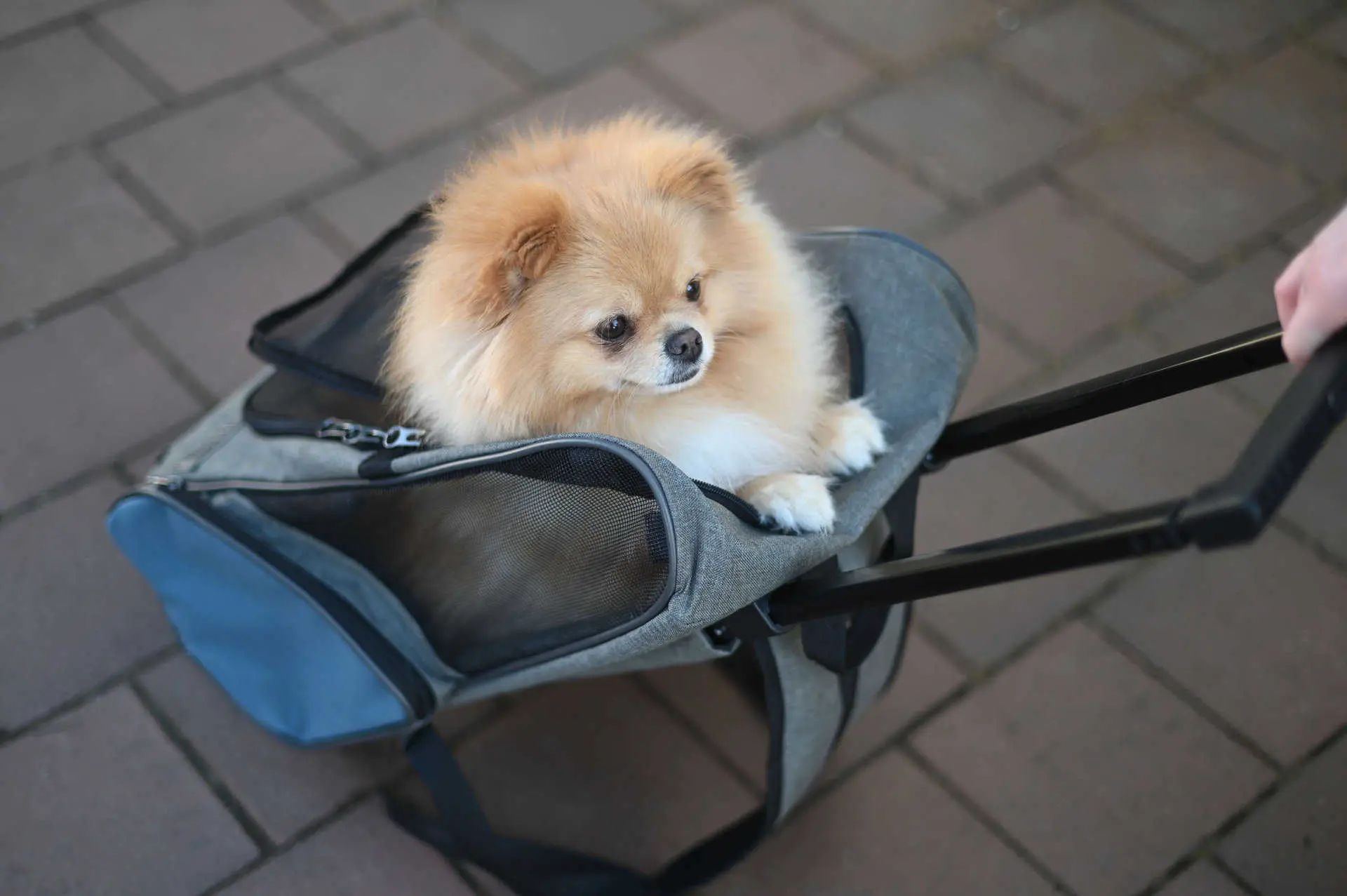 Kerbl Dog Trolley Vacation, grey/blue, 41 x 26 x 55/103 cm, in use