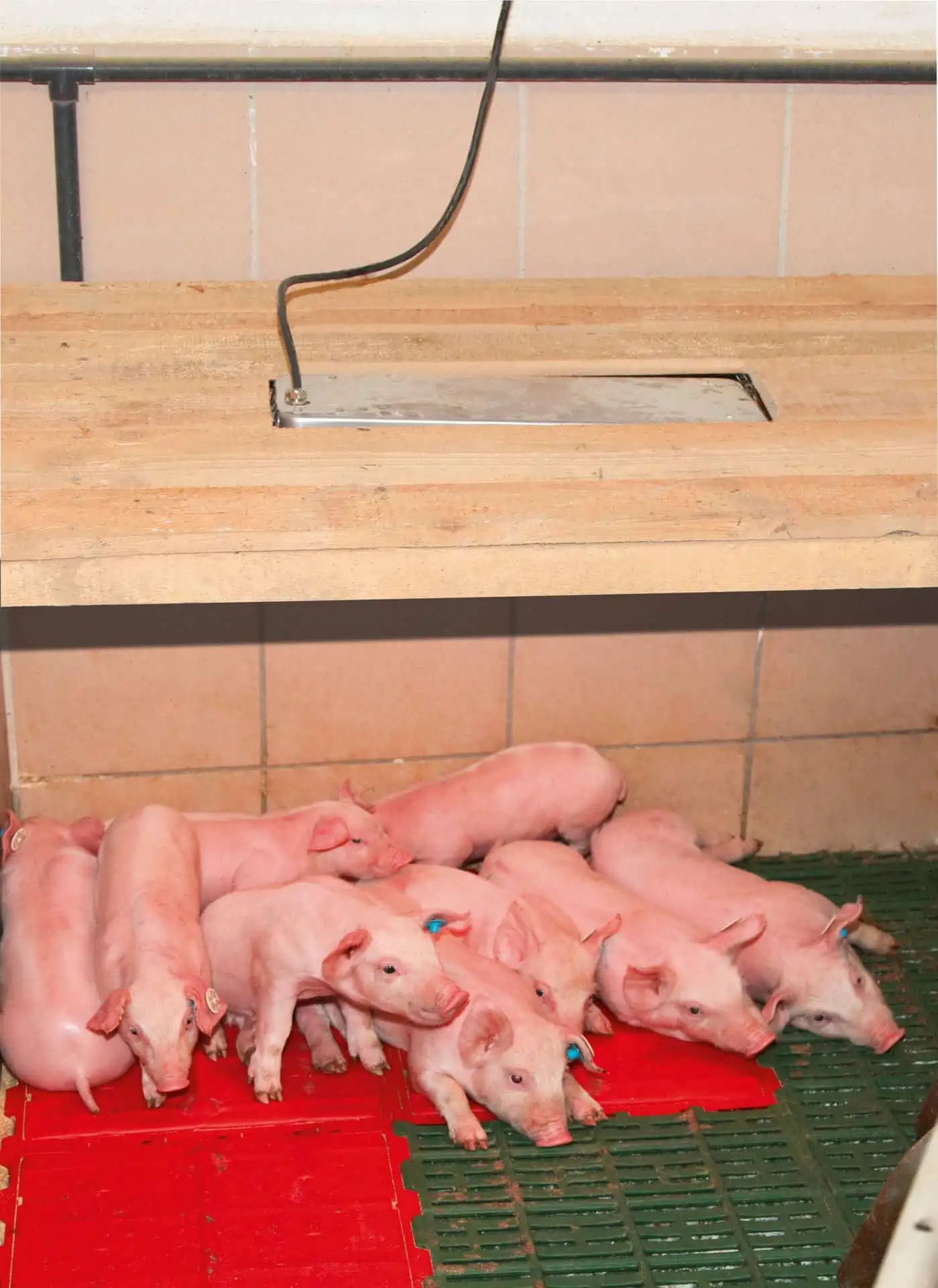 SunnyBoy Wärmestrahlgerät für Ferkel 100 W