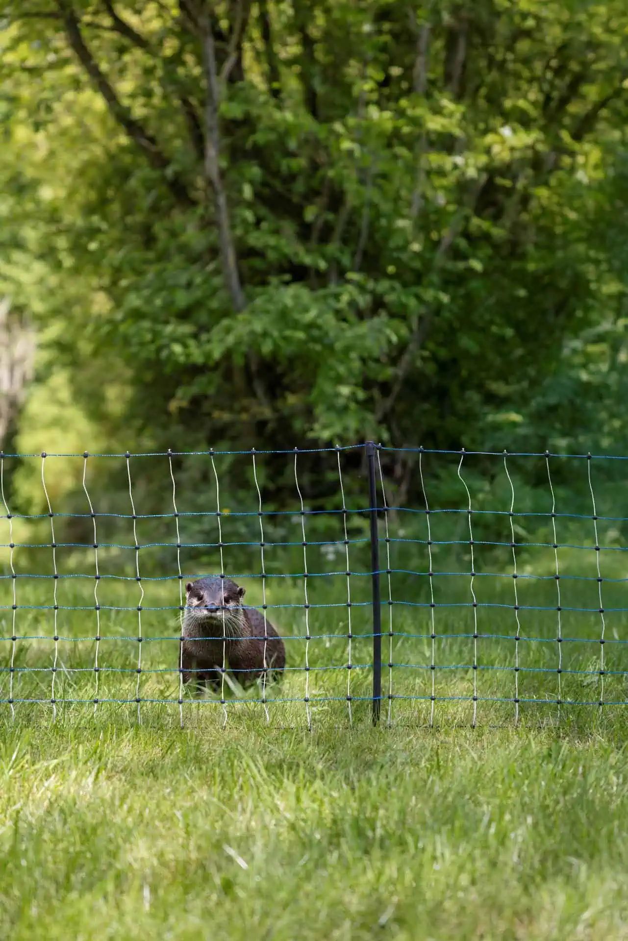 AKO Otter & Raccoon Fence Net, Electrifiable, Blue/White, 50 m x 50 cm, in use, in the paddock
