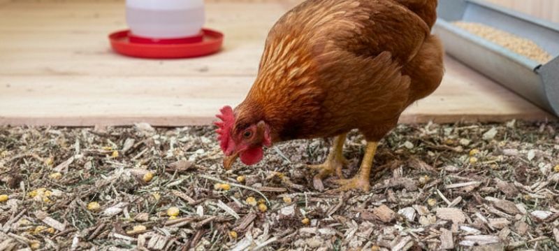 Litière pour volailles