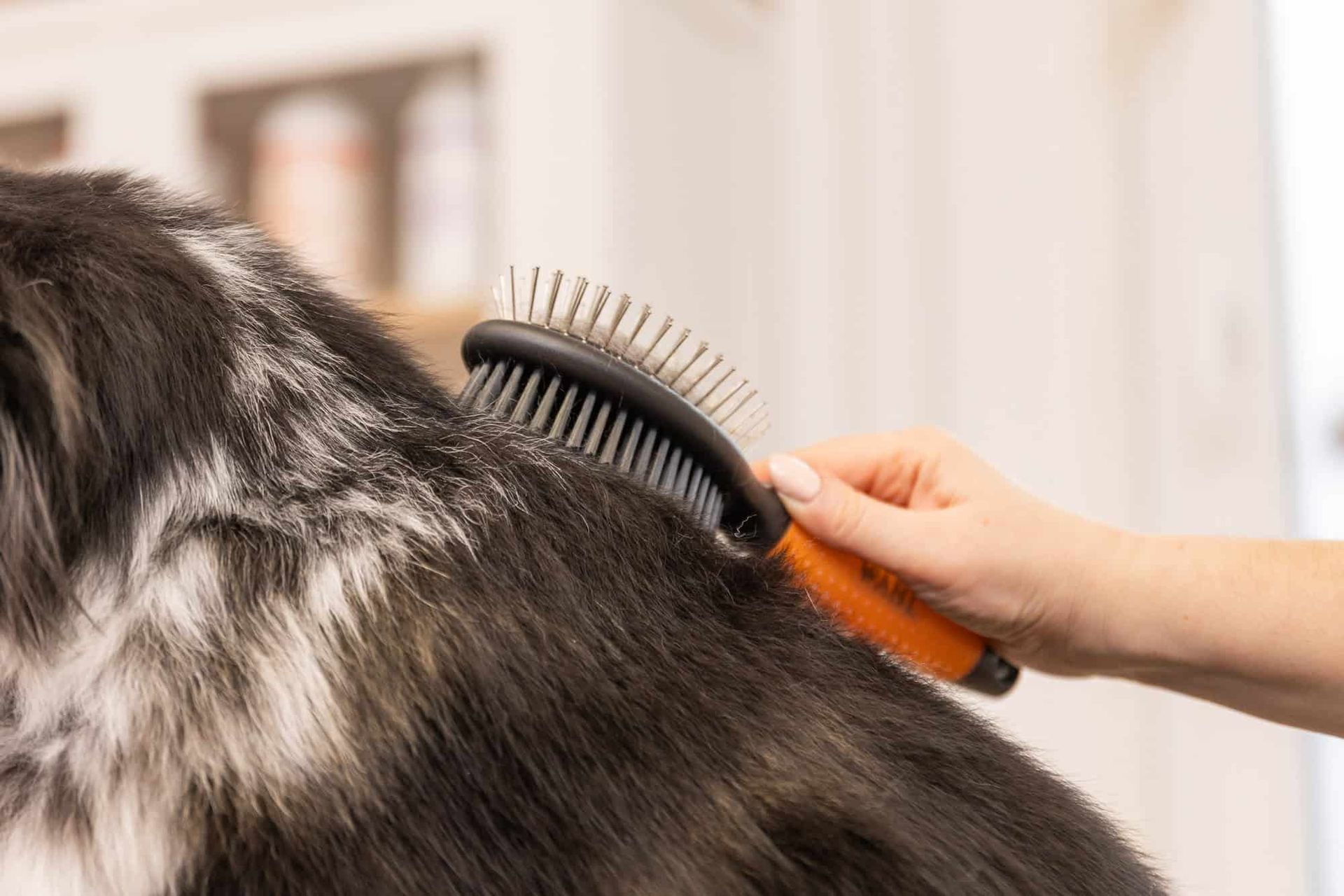 Wahl spazzola per cani a doppia faccia, design 2 in 1, arancione, in uso