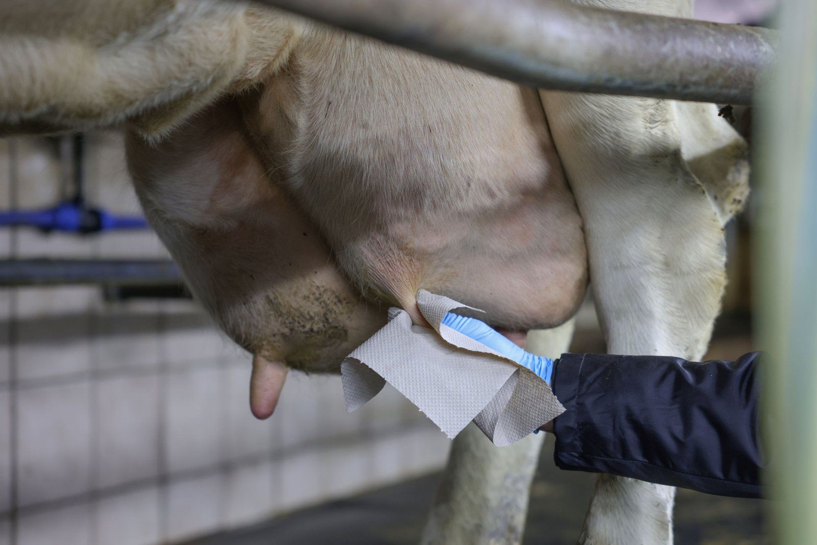 Kerbl StimuClean Udder Paper for Milking Prep, 2 x 780 Sheets