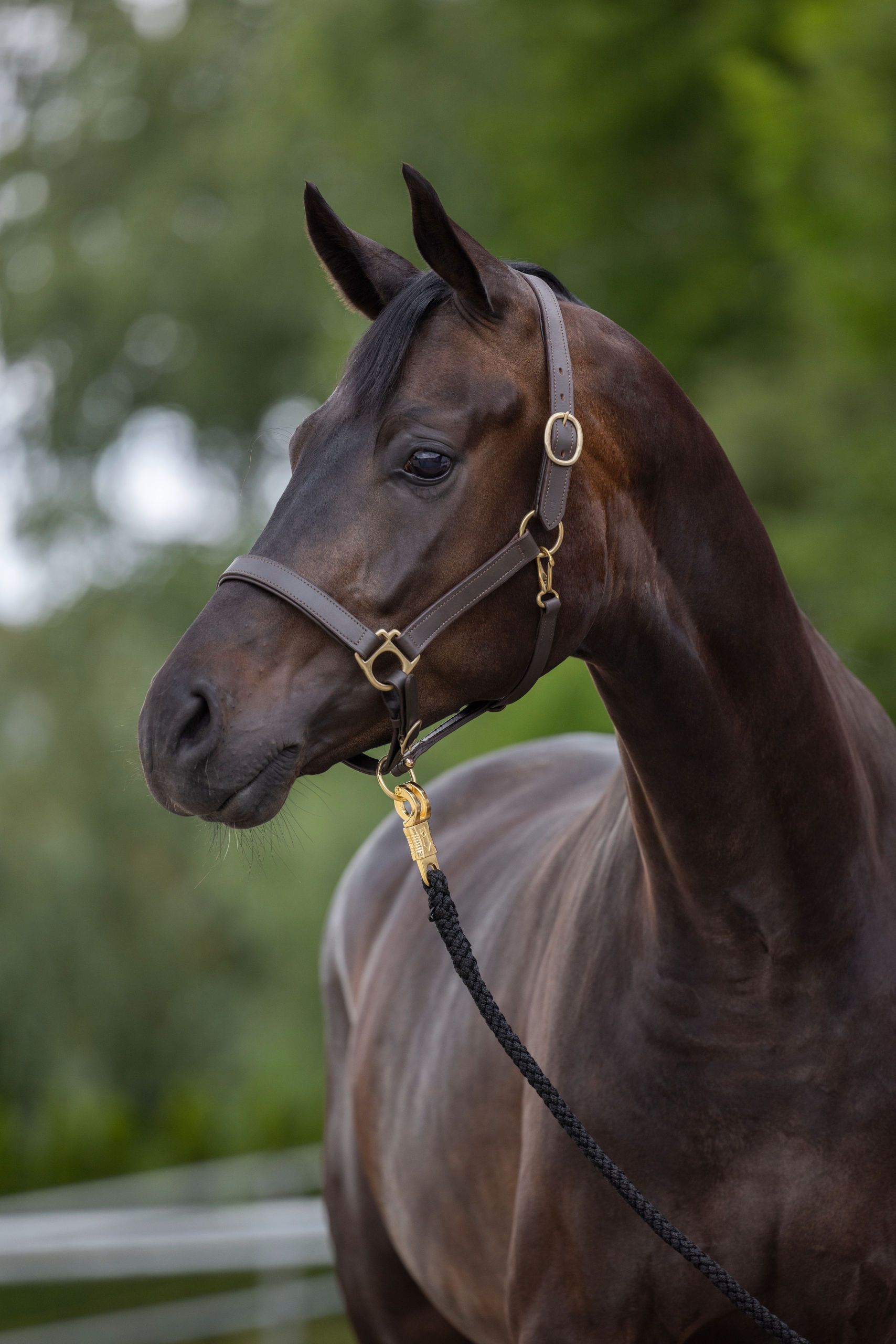 pferd, halsband, halsband, gebiss, seil
