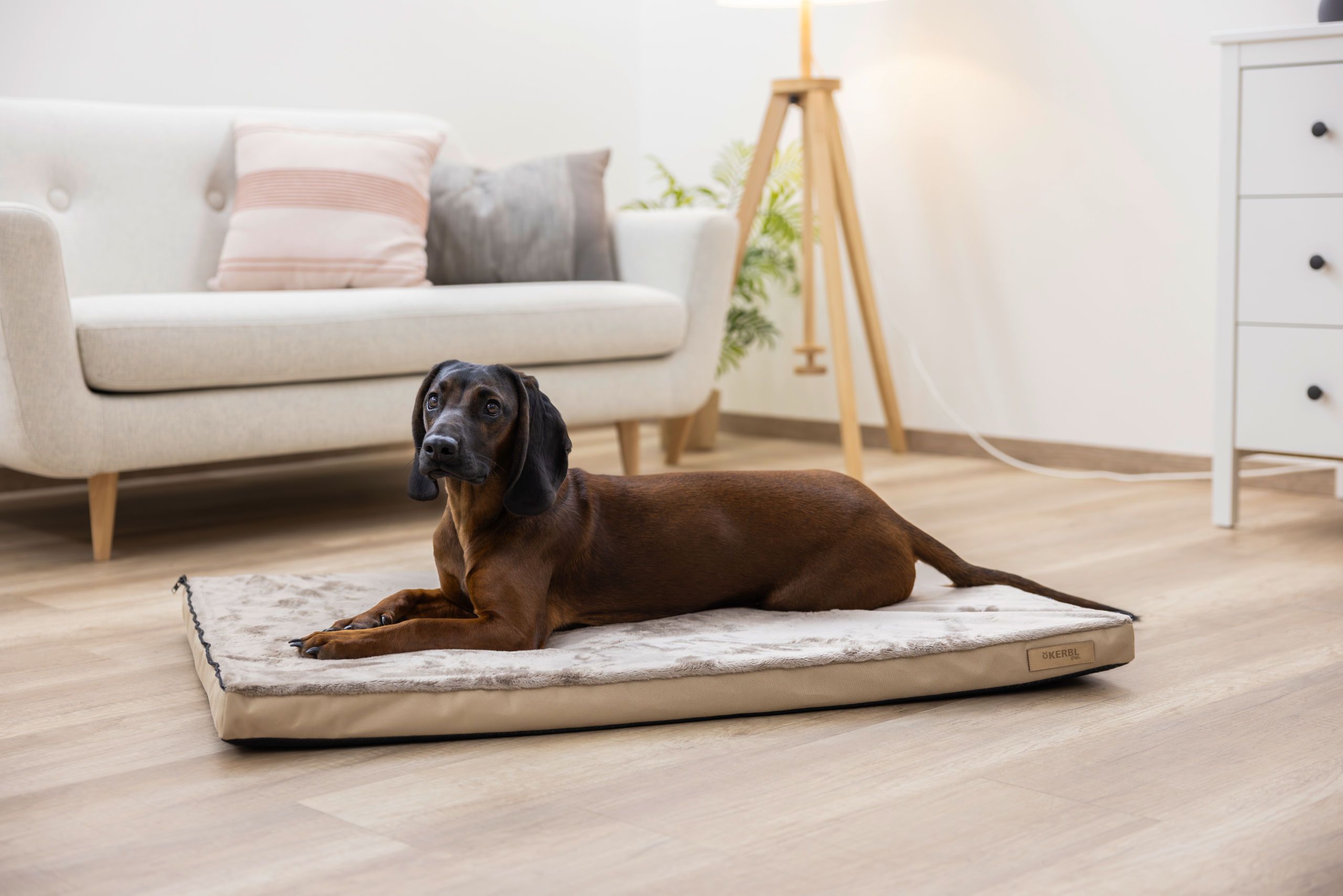 Hund, Tier, Hundebett, braun, innenraum