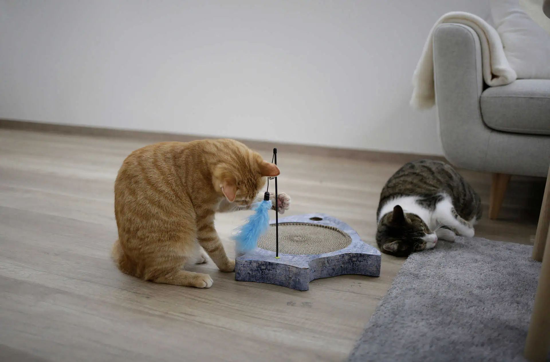 Griffoir Kerbl Marie pour chats, en carton ondulé, 41,5 x 33 cm, en utilisation