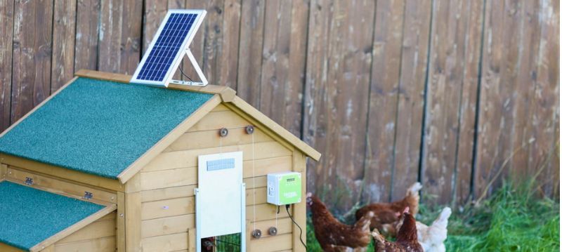 Chicken Door Solar