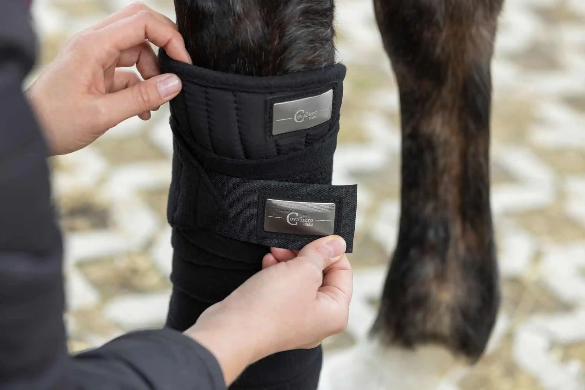 Hand fitting a padded black boot with velcro on a horse's leg