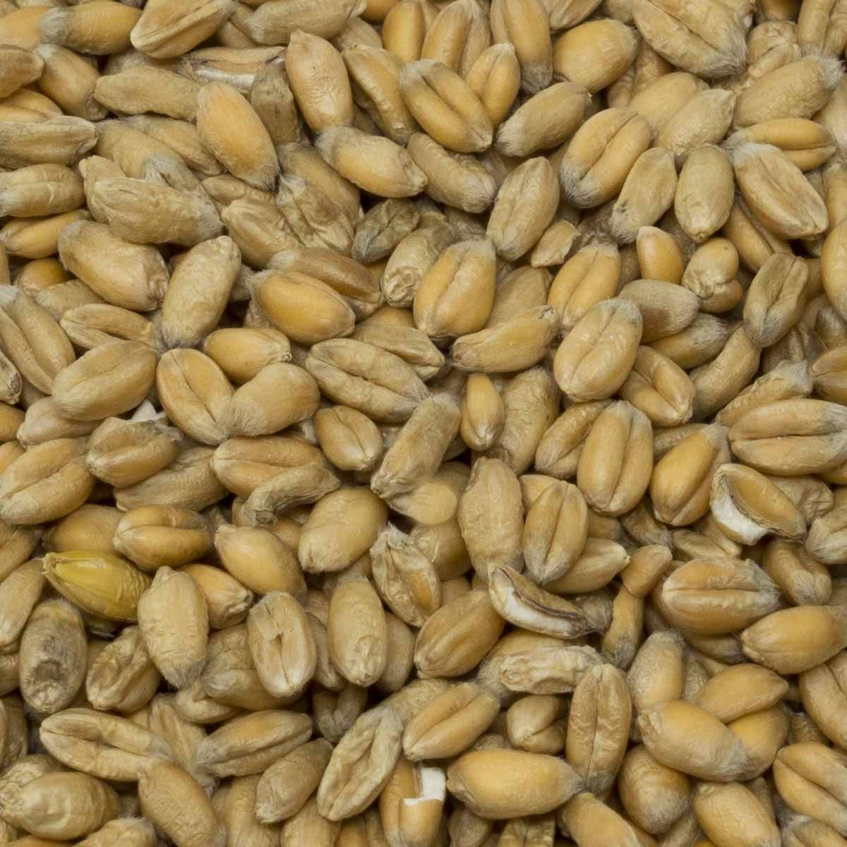 Leimüller Organic Wheat Premium 25 kg, detail view