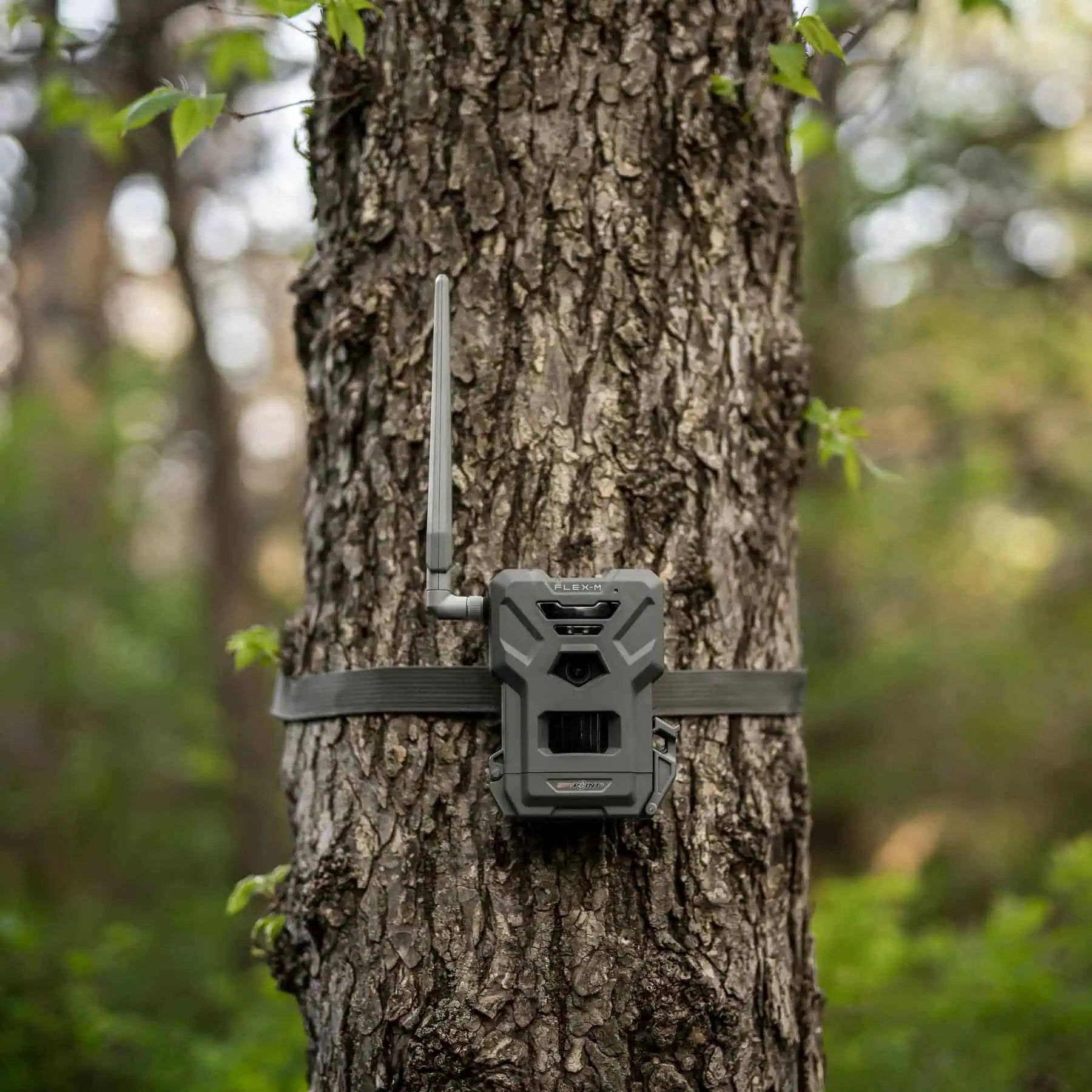 Spypoint Wildkamera FLEX-M, 4 Stück, Mobilfunk-Set für die Jagd, im Einsatz