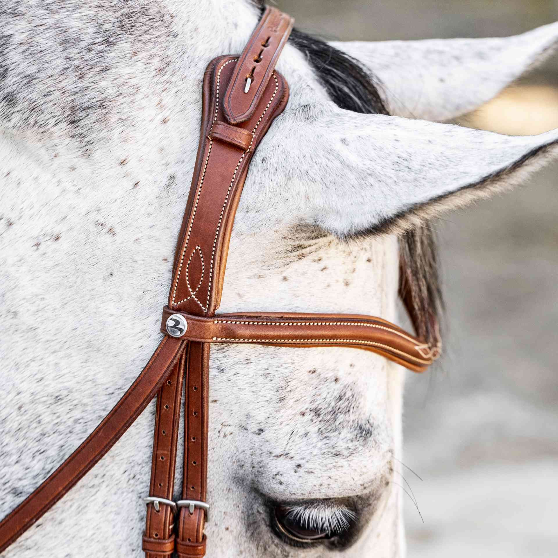 Bridon BUSSE TAKE-OFF LINE AD, combiné anglais pour chevaux, en utilisation