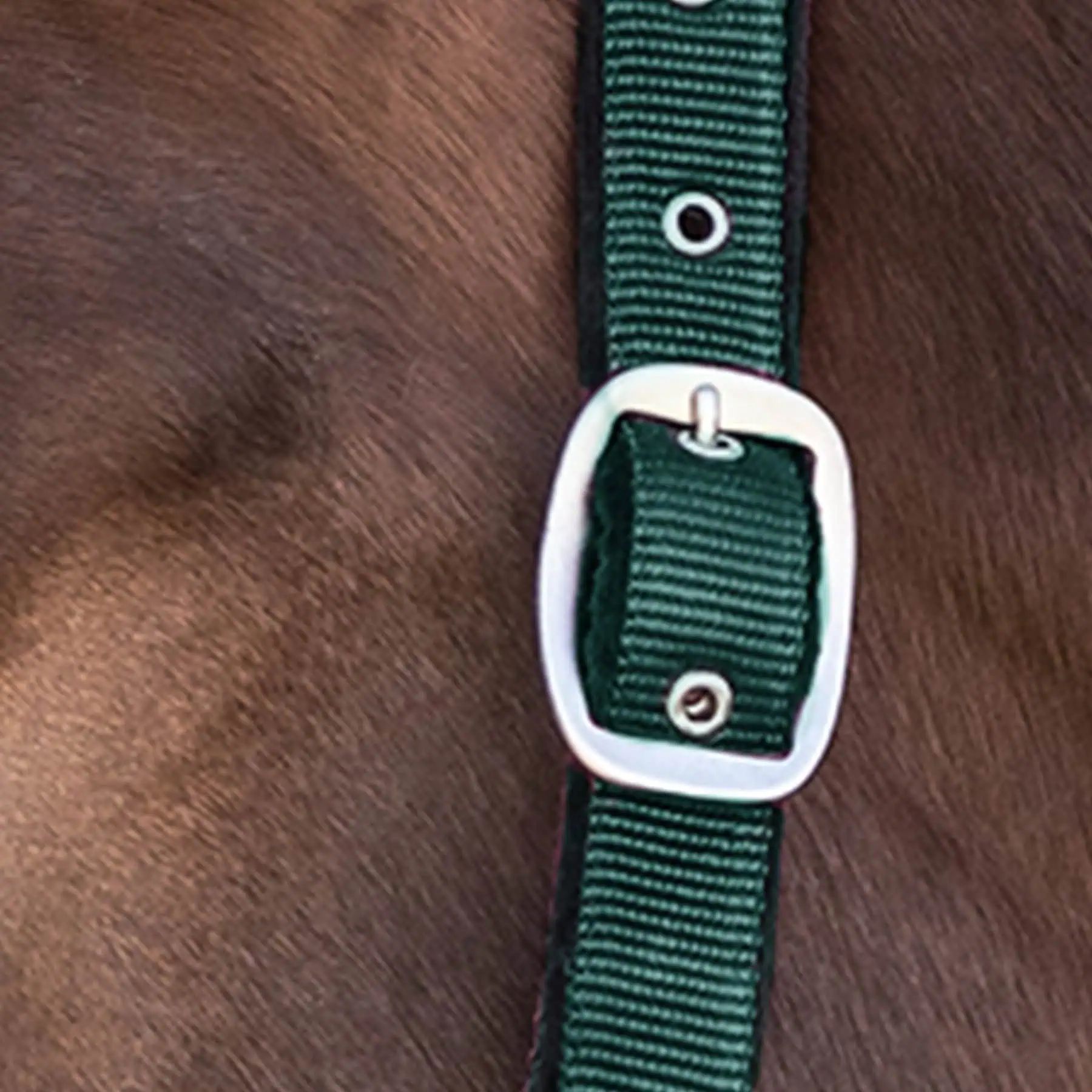 Licol Satin Waldhausen en Perlon, doublé doux et réglable, vert sapin, Shetty