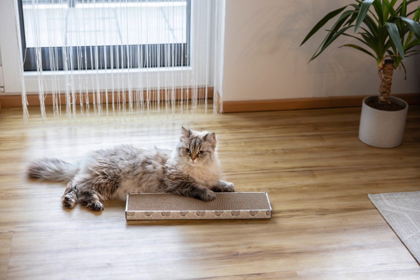 cat, pet, fur, scratcher, indoor