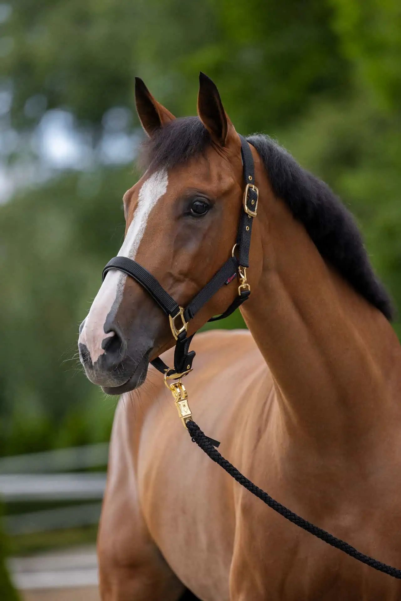 Licol Covalliero TopLine, réglable avec mousqueton, Full