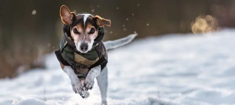 Vêtements pour chien