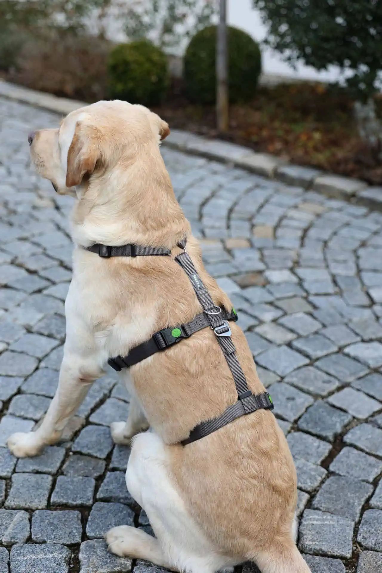 Kerbl Panikgeschirr Miami für Hunde, ausbruchsicher & verstellbar, im Einsatz