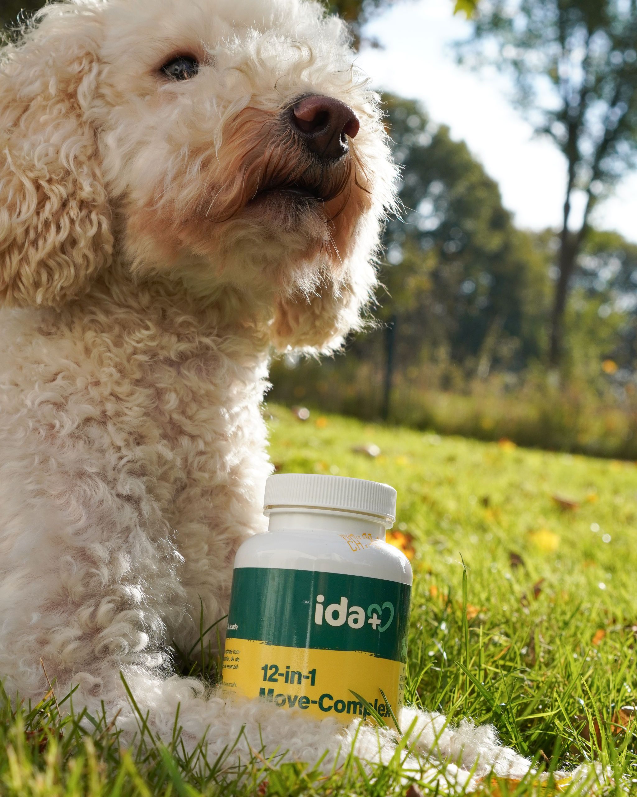 dog, poodle, pet health, supplement, bottle
