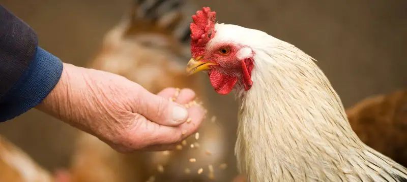 Aliments pour poulets 