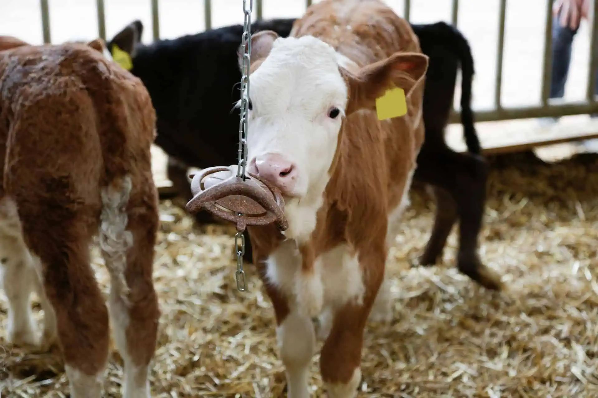 Kerbl Anello da mordere Nature per suinetti, biodegradabile, in uso, in scuderia
