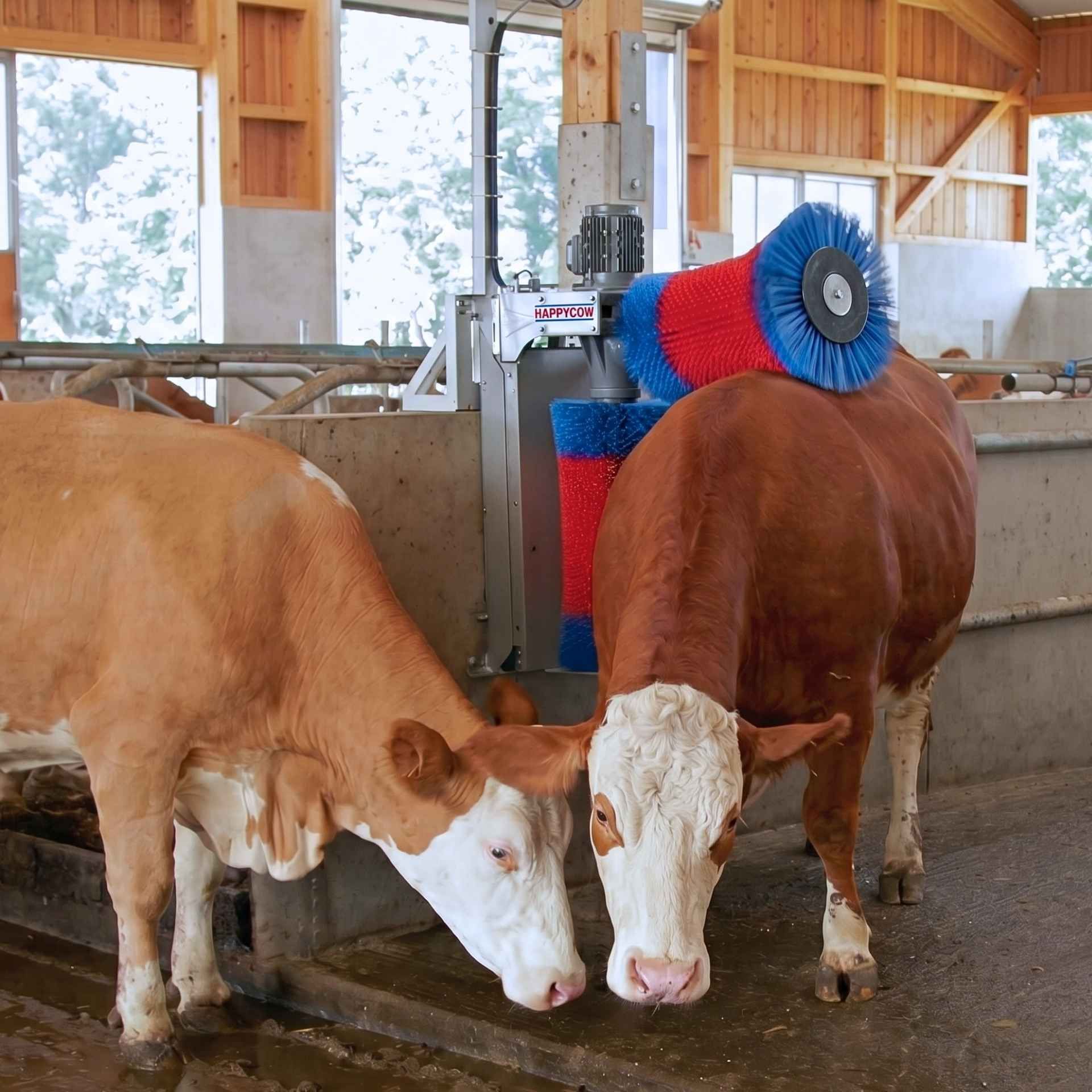 Kerbl Brosse à vaches HAPPYCOW Duo, brosse électrique pour bovins, en utilisation, à l'écurie