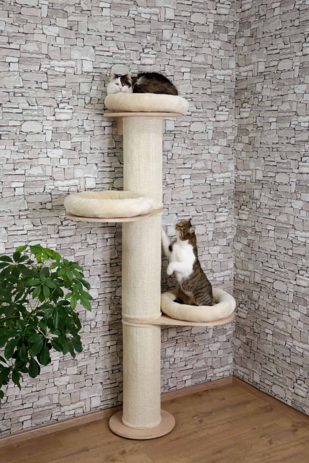 Kerbl Kratzbaum Dolomit Tower, 187 cm, Wandmontage, im Einsatz