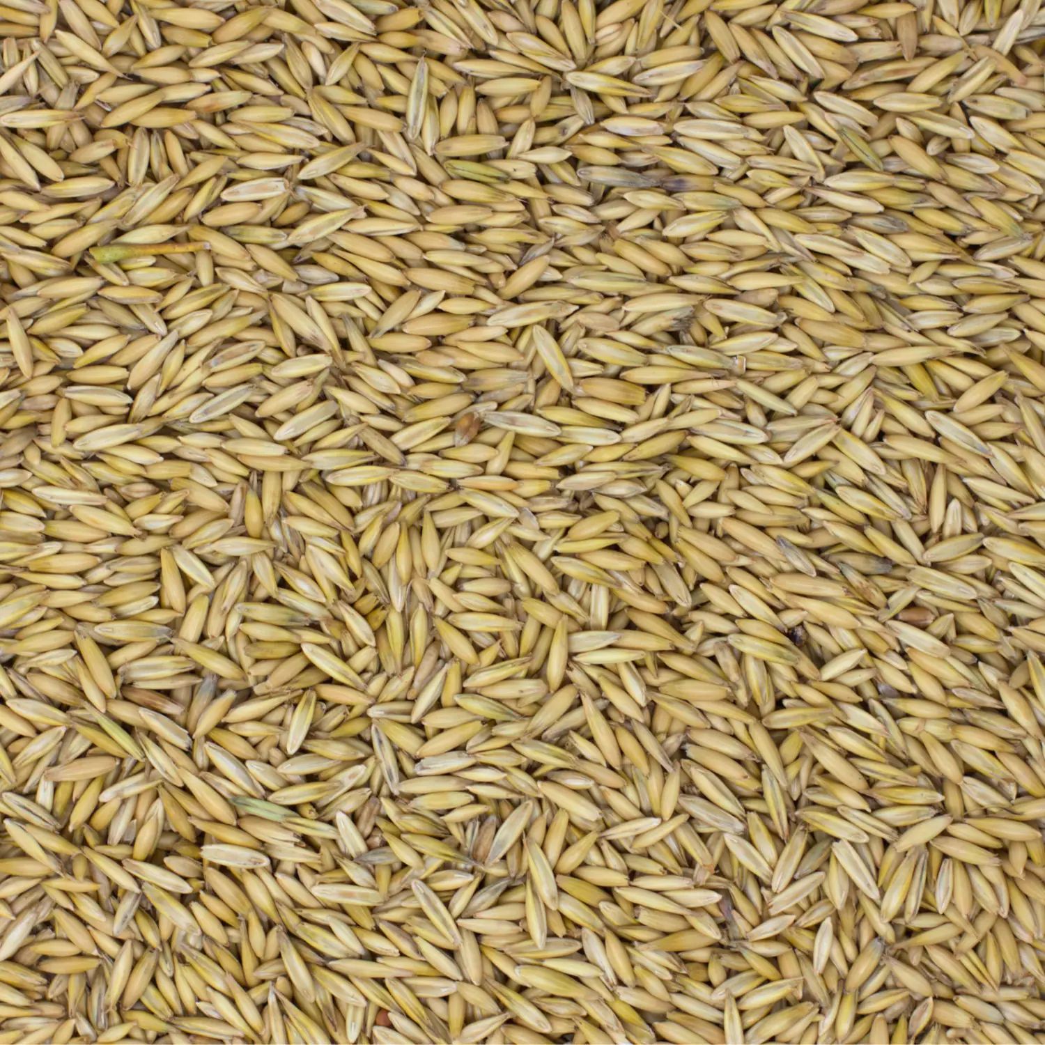 Agrarzone Avena per cavalli depolverata 20 Kg, dettaglio