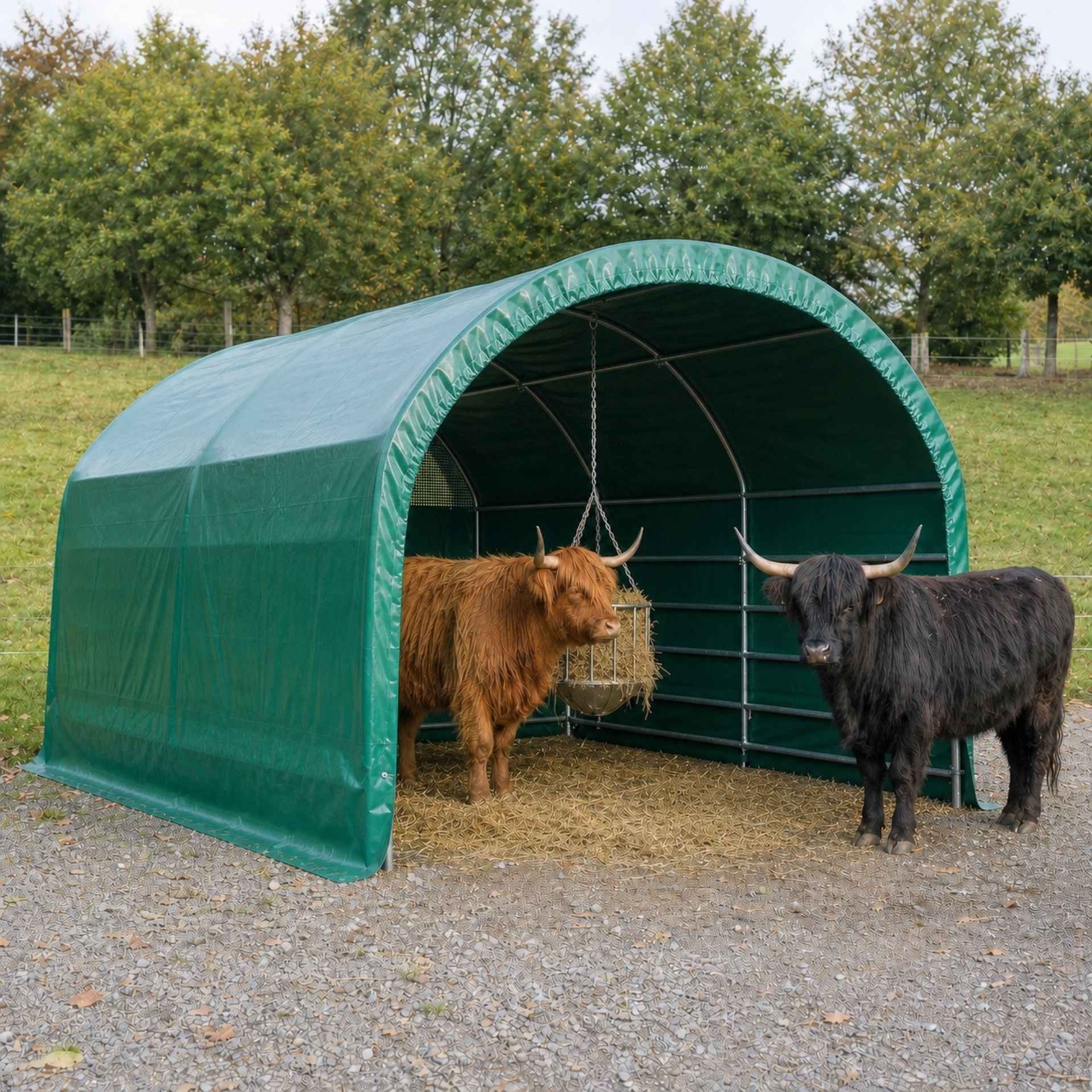 rieser, langhorn, stallschaf, grünes zelt, heu fütterung