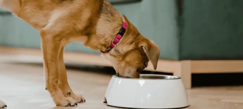 Nourriture pour chiens