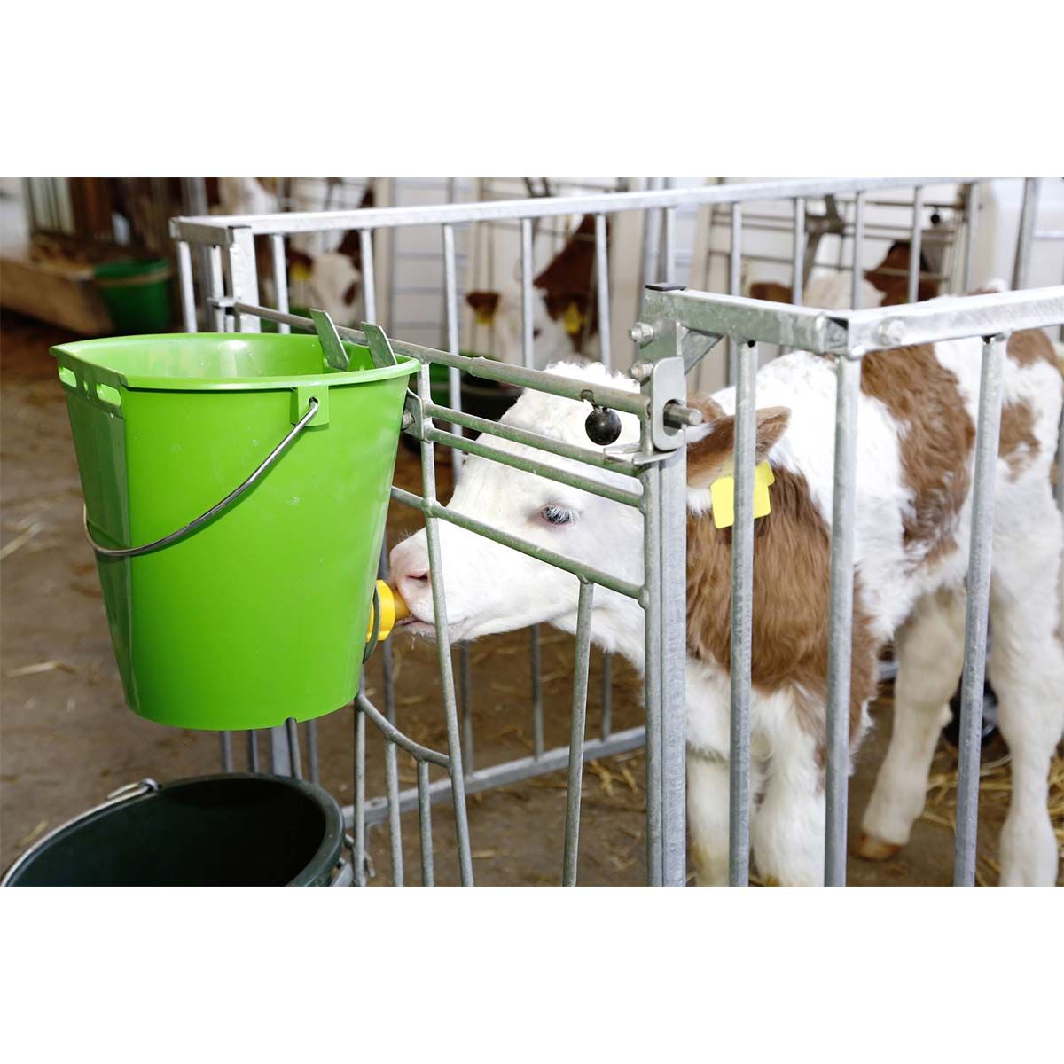 Kerbl Tränkeeimer mit Hygieneventil und Sauger, 8 Liter, im Einsatz, im Stall